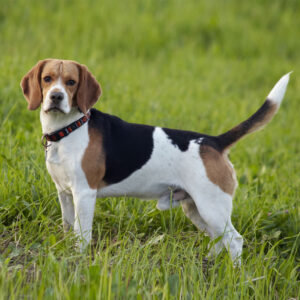 Beagle