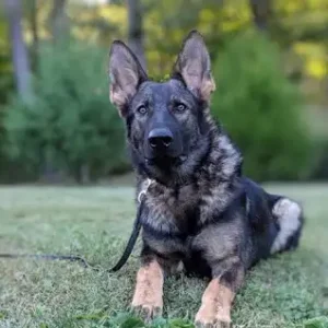 German Shepherd