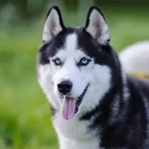 Siberian Husky