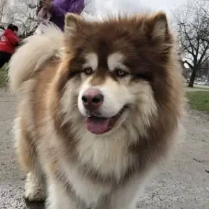 Alaskan Malamute